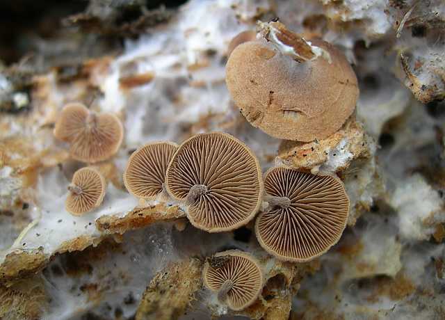 Una peziza nel sacco e altre specie primaverili